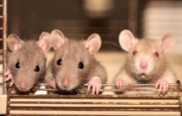 Cientistas ‘apagam’ vício em morfina em cérebros de ratos