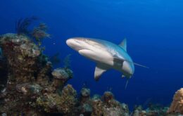Tubarões estão ‘funcionalmente extintos’ em vários recifes no mundo