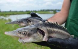 Cientistas criam peixe híbrido acidentalmente