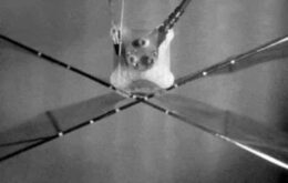 Engenheiro criam drones alados inspirados em pássaros
