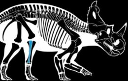 Câncer maligno é descoberto pela primeira vez em osso de dinossauro