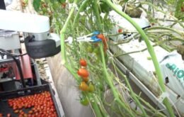 Robô usa visão computacional e inteligência artificial para colher tomates
