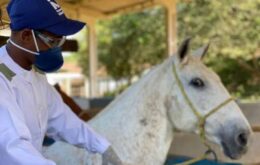 Soro produzido por cavalos é 100 vezes mais potente no combate à Covid