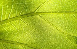 Folha artificial imita a fotossíntese para produzir energia