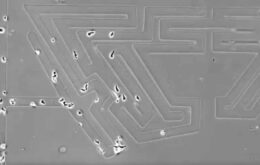 Células podem atravessar labirintos complexos, aponta estudo