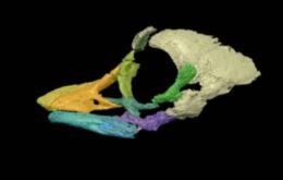 Nova tecnologia revela chifre facial em fóssil embrionário de dinossauro
