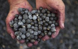 Pesquisa no Brasil e no Canadá investiga eficácia do açaí contra Covid-19