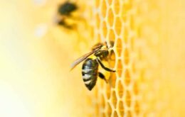 Molécula em veneno de abelha destrói célula cancerígena em 60 minutos