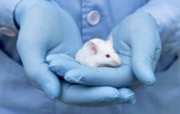 Hormônio injetado no cérebro de ratos promove remissão do diabetes tipo 2