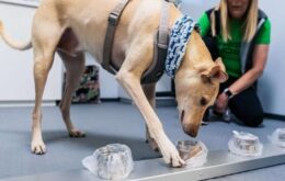 Aeroporto da Finlândia utiliza cães para ‘farejar’ a Covid-19
