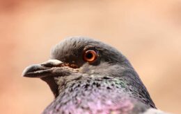 Por que os pássaros são tão inteligentes? Este estudo explica