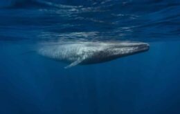 Aprender ‘baleies’ pode evitar choque de navios com animal