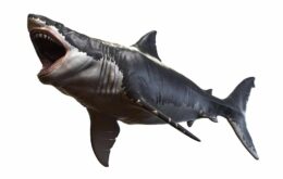 Megalodonte era gigante até mesmo para os padrões de outros tubarões