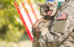 EUA querem equipar cães militares com óculos de realidade aumentada
