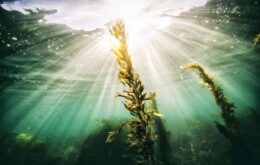 Algas marinhas ajudam a combater alterações climáticas, diz estudo