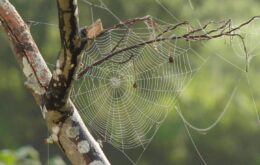 Teias de aranha inspiram criação de dispositivos eletrônicos
