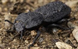 Conheça o besouro ‘de ferro’ que aguenta 39 mil vezes o seu peso