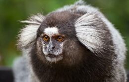Macacos seguem padrão de domesticação dos humanos, sugere estudo