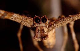 Conheça a aranha com cara de ogro que pode escutar com as pernas