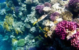 Pesquisadores pretendem ‘hackear’ corais contra o aquecimento global