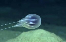 Animal aquático gelatinoso é primeira espécie descoberta por vídeo